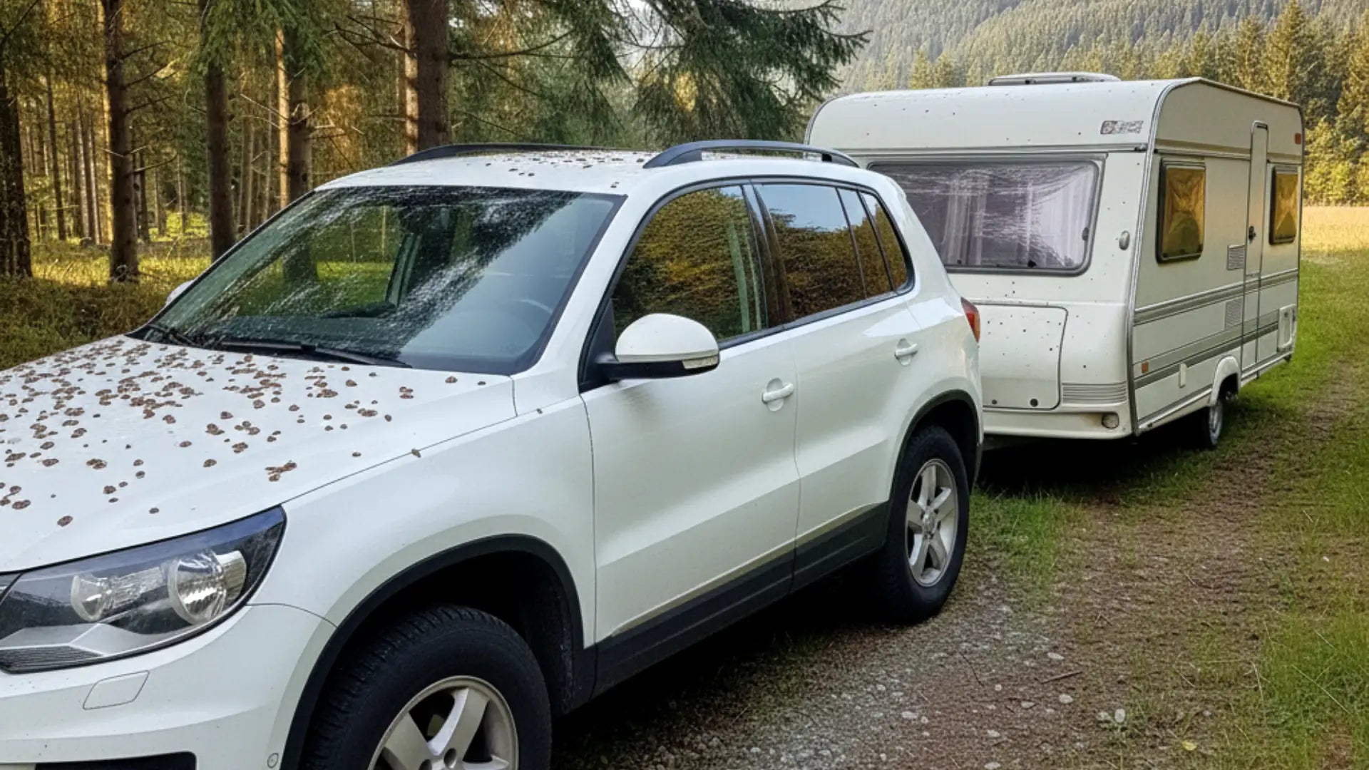 Baumharz entfernen Auto – so schützen Sie Ihren Autolack richtig