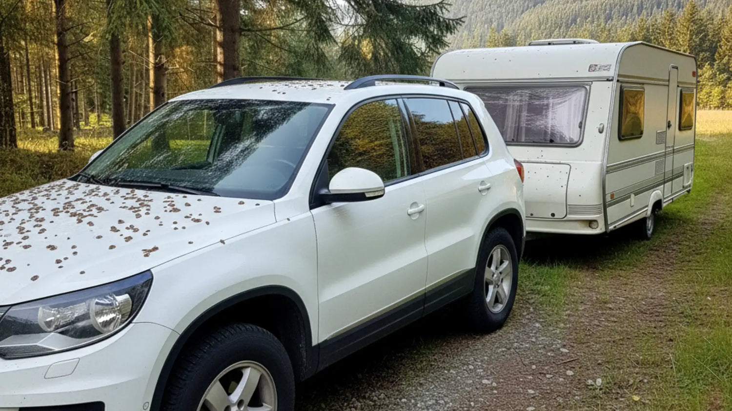 Baumharz entfernen Auto – so schützen Sie Ihren Autolack richtig